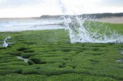 翠綠海藻佈滿岸邊奇石！1年僅1次的「老梅石槽」正美