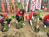 SOGO海邊種樹　漁民譏種地雷