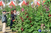 學甲蜀葵花節登場　吸引大批遊客湧入