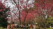 搭捷運賞櫻花　這裡花況最佳