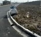 守候車禍主人　忠犬每天跑7公里等他們回家