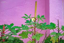 正濱漁港彩繪一景。