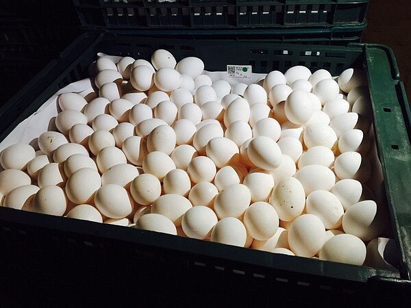 芬普尼屬於農藥，不得使用於雞蛋中，食藥署今公布雞蛋限量值為0.01ppm，並於2天後上路。 圖／聯合報系資料照片