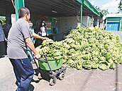 香蕉價格回升　農民肯定去化政策