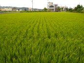 台灣米可望銷大陸　花蓮稻農新生機