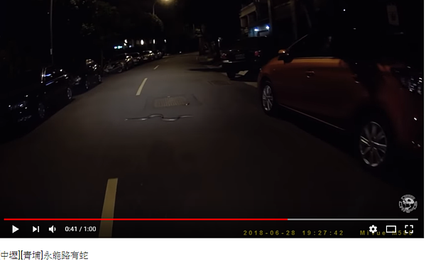 中壢青埔永能路有蛇(擷取自YOUTUBE)
