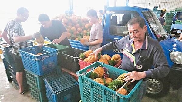天氣太熱,全台鳳梨一起熟,有農民因均價低於每台斤四元不敷成本,乾脆放棄採收。 記者卜敏正/攝影