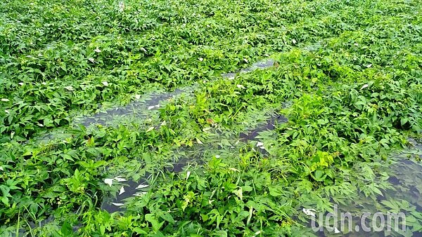 葉菜類最怕大雨過後大太陽,水傷後更易腐爛。記者何烱榮/攝影