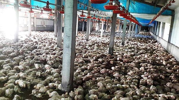 2日彰化的豪大雨造成陳瑞泰位於二林鎮萬合里的養雞場淹水，2萬多隻雞全淹死。記者凌筠婷／翻攝