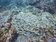 象鼻岩珊瑚群讓人驚呆　潛水教練：怎忍心蓋深澳電廠？