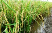 強降雨過後　彰化縣部分一期稻和蔬菜水傷不輕