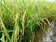 強降雨過後　彰化縣部分一期稻和蔬菜水傷不輕