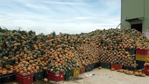 由於加工廠飽和收貨量減少,堆積如山的鳳梨在日曬雨淋下很快爛掉。記者謝恩得/攝影