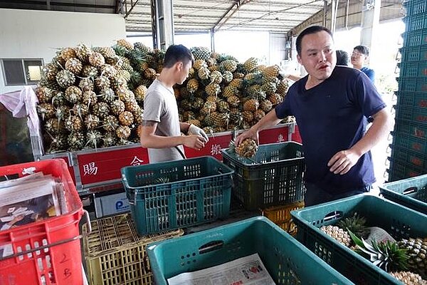 鳳梨價格崩盤,造成農民生計受損,此為資料照。(周麗蘭攝)