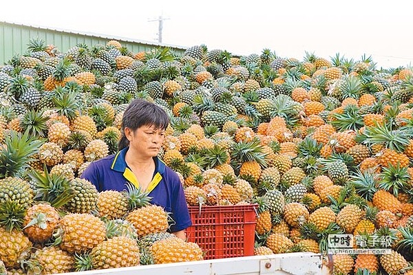 嘉義縣的合作社配合政策收購鳳梨，但加工廠也已爆倉，工作人員面對堆積如山的鳳梨，相當無奈。（張亦惠攝）
