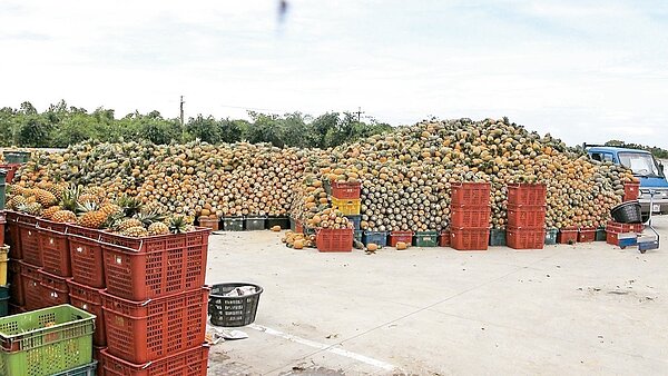 嘉義一家蔬果合作社昨天堆積上百公噸的鳳梨等待加工廠來收購。 記者謝恩得/攝影
