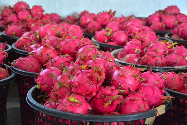 火龍果進入盛產期,農民栽種技術好,品質優卻苦無出路。 記者吳淑玲/攝影