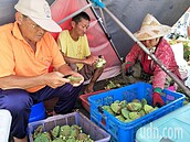 影／減產工資漲、售價凍漲　白河蓮農叫苦連天