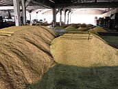 豪雨舊傷未平颱風接著來　老農搶收稻價直直落