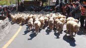 卡哇伊！　102頭綿羊　清境街頭狂奔