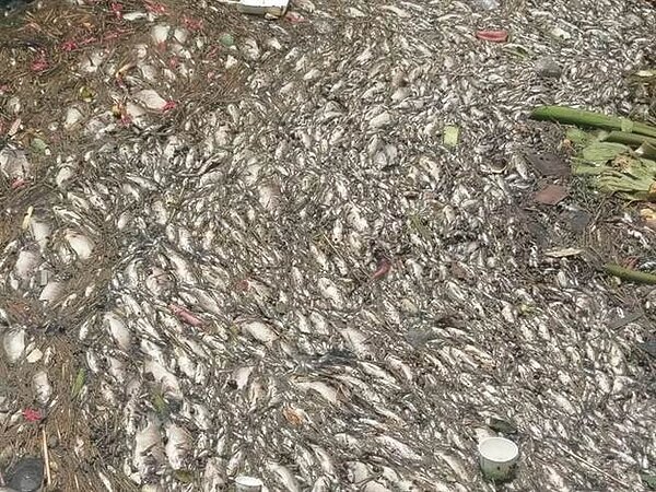清水大排遭黏著劑廢水汙染，渠道河面遍佈魚屍。（洪瑞昌提供）
