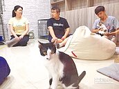 幫街貓租屋被刁　志工慘賠20萬