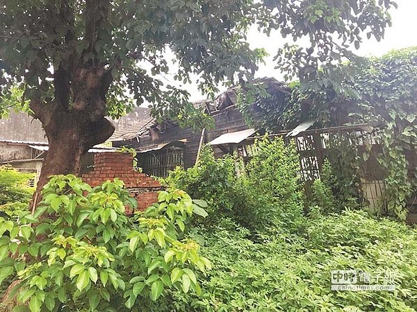 雲林縣北港前鎮長故居及北辰國小校長、老師宿舍群淹沒在雜草中。(許素惠攝)