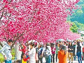 泰安派出所　沿路豔紅一片