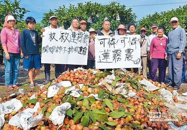 為協助農民分散風險，金管會通過屏東蓮霧保險。圖為2011年農損嚴重，蓮霧農請求中央協助。（本報資料照片）
