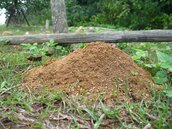 紅火蟻騷擾住居安全　中研院研究基因對策