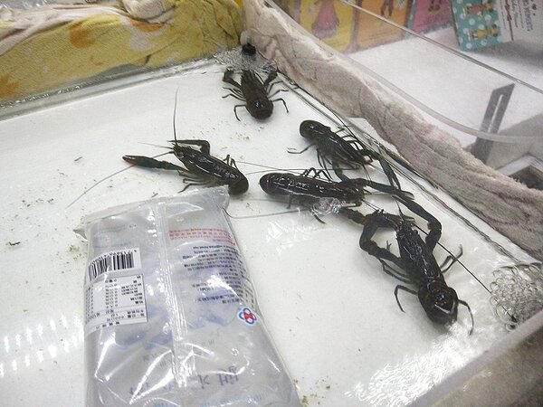 基隆街頭出現有夾娃娃機業者將沙公及龍蝦等活體生物放在選物機台。記者游明煌/攝影