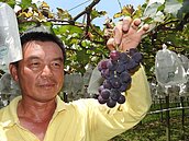 不敵氣候變遷　埔里葡萄剩2公頃