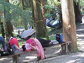 10元遊溪頭／票價怎麼漲？園區擬採二階段