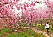 復興恩愛農場　千島櫻迎賓