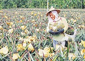 鳳梨保險　農盼納天災、病蟲害