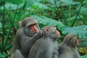 台灣獼猴入侵果園　二水鄉農民土鳳梨被猴群洗劫一空