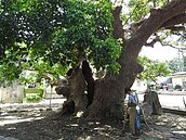 搶救埔里千年茄苳樹王公　水槍挖土洞劃溝助呼吸