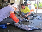 滿州鄉港口村的魚干　成為屏東地方特色