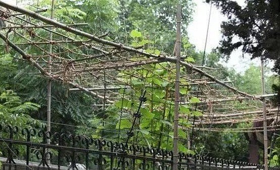 李連杰上海3億豪宅荒廢多年 保全拿來種菜、曬拖把(圖/摘自微博)