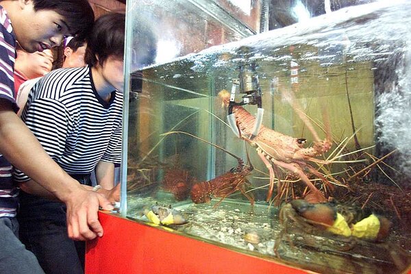 早在2001年,就有業者用此方式讓民眾夾龍蝦。 圖/聯合報系資料照