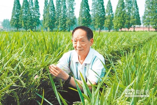 袁隆平被譽為中國「雜交水稻之父」。（摘自網路）
