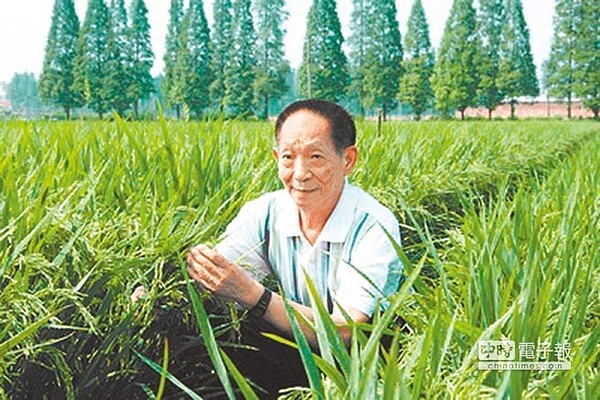 袁隆平被譽為中國「雜交水稻之父」。(摘自網路)