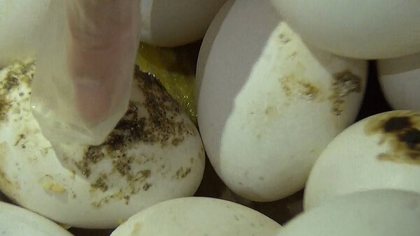 黑心噁蛋。記者曾健祐/翻攝