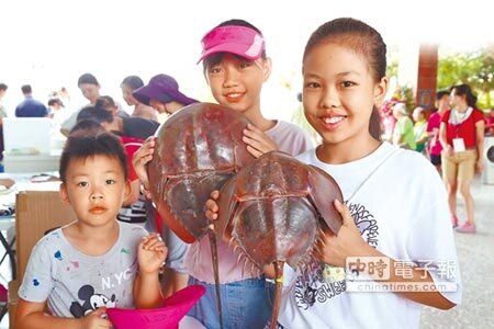 嘉義縣政府12日上午在鱟的復育基地，布袋鎮新岑國小舉辦「七夕鱟保育日」，保育邁入第7年，嘉縣生態環境保育協會總幹事蘇銀添不諱言，鱟保育不易且族群逐漸減少，呼籲農委會盡速列為保育動物。（張伊珊攝）