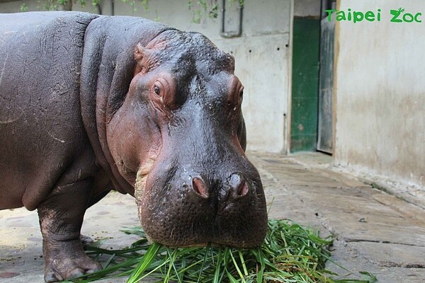 河馬 (台北市立動物園)