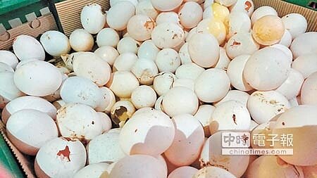 破掉、流出蛋液的格外蛋,只能當堆肥廚餘,不得供人食用。(本報資料照片)