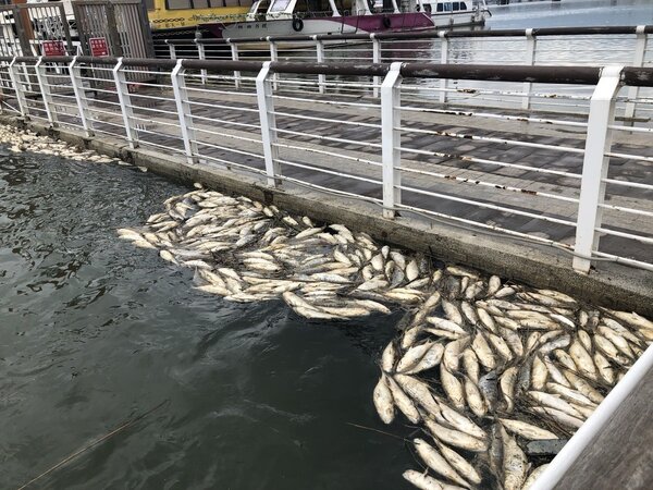 淡水忠孝碼頭出現大量魚群暴斃，死亡魚群也順流到台北市大稻埕附近。記者陳靖宜／攝影 