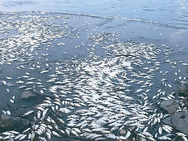 淡水河疑因水溶氧量不足,導致十餘萬魚屍遍布河面。 記者陳珮琦/攝影