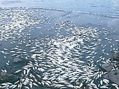 生態浩劫！淡水河魚群暴斃　「看不到河了」