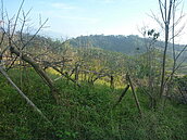 承租造林地處理　東勢林管處將辦說明會